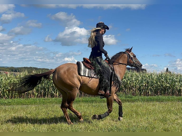 American Quarter Horse Mare 8 years 14.1 hh Brown-Light in Linkenbach