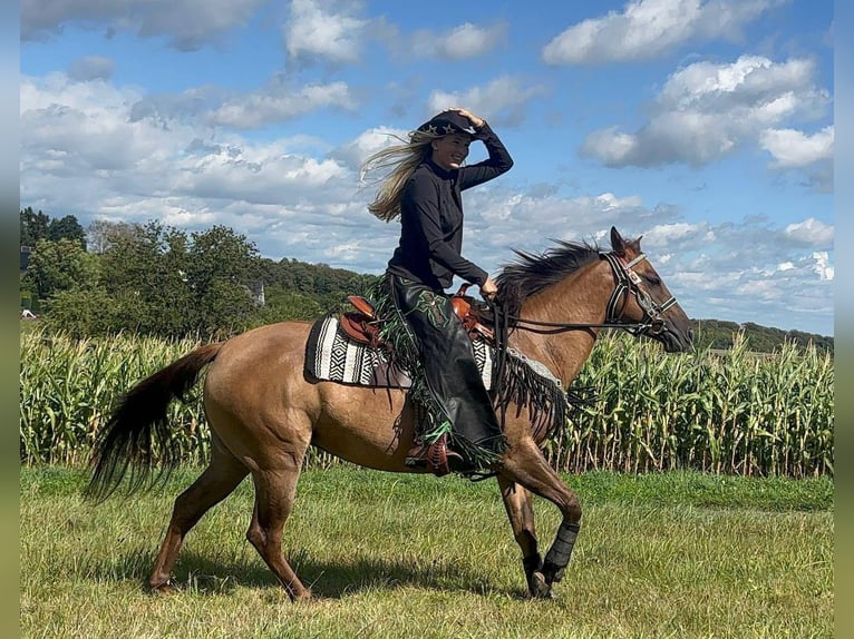 American Quarter Horse Mare 8 years 14.1 hh Brown-Light in Linkenbach