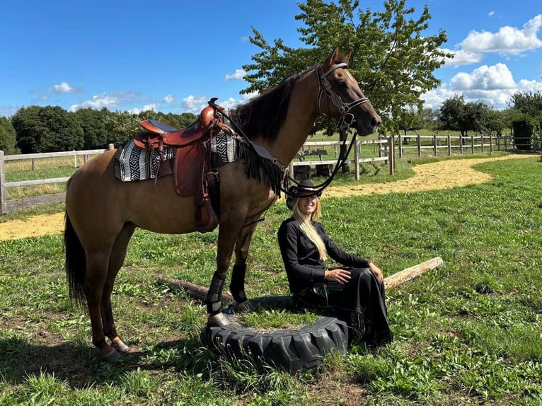 American Quarter Horse Mare 8 years 14.1 hh Brown-Light in Linkenbach