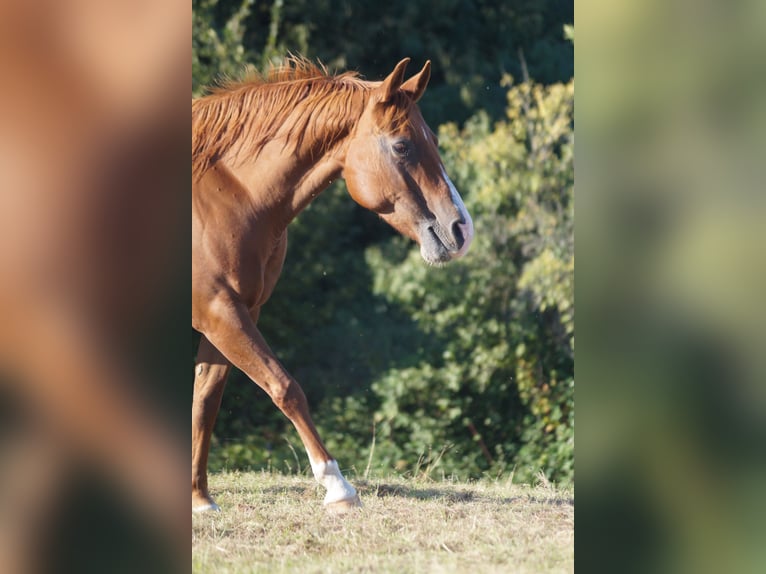 American Quarter Horse Mare 8 years 14,1 hh Chestnut-Red in Mansfeld