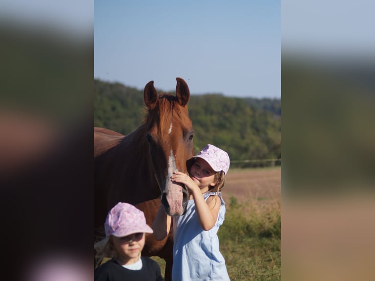 American Quarter Horse Mare 8 years 14,1 hh Chestnut-Red in Mansfeld