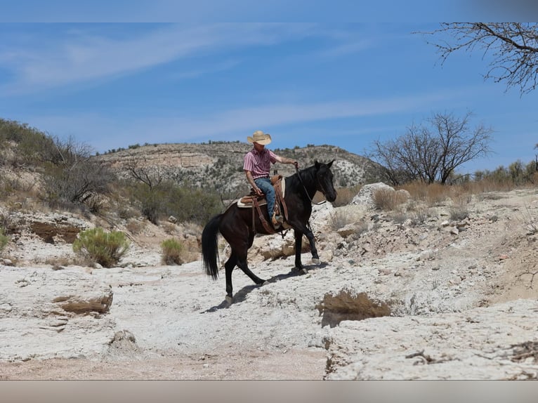 American Quarter Horse Mare 8 years 14.2 hh Black in Camp Verrde AZ