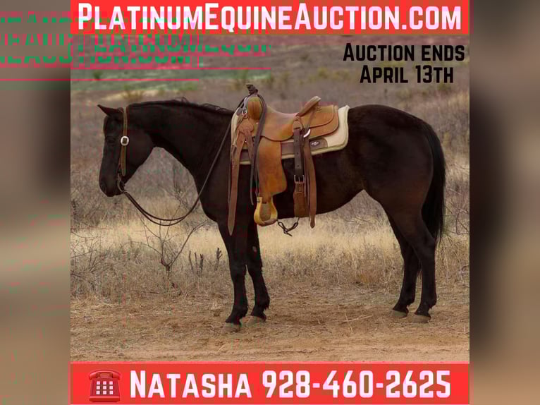 American Quarter Horse Mare 8 years 14.2 hh Black in Camp Verrde AZ