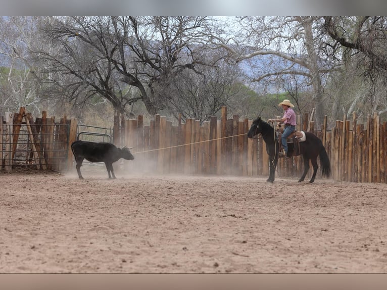 American Quarter Horse Mare 8 years 14.2 hh Black in Camp Verrde AZ