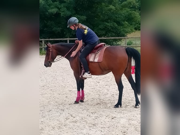 American Quarter Horse Mix Mare 8 years 14.2 hh Brown in Sulzthal