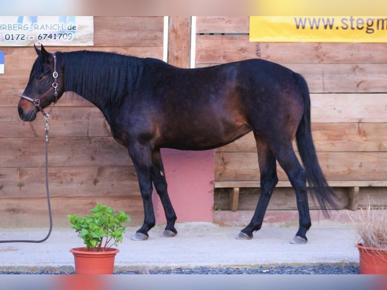 American Quarter Horse Mare 8 years 14,2 hh Brown in Hundsbach
