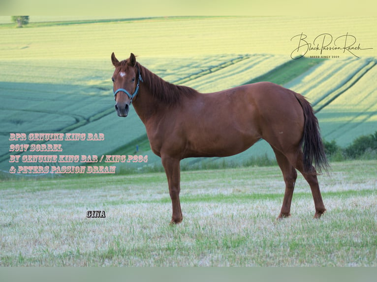 American Quarter Horse Mare 8 years 14,2 hh Chestnut-Red in Mellingen