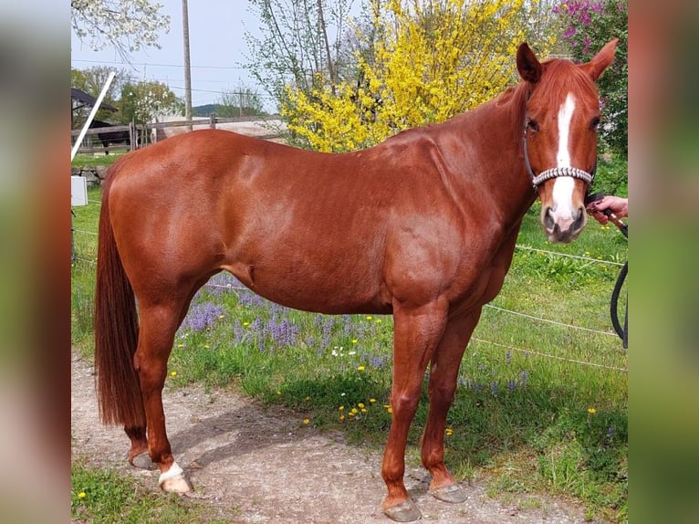 American Quarter Horse Mare 8 years 14,2 hh Chestnut-Red in Anitzberg