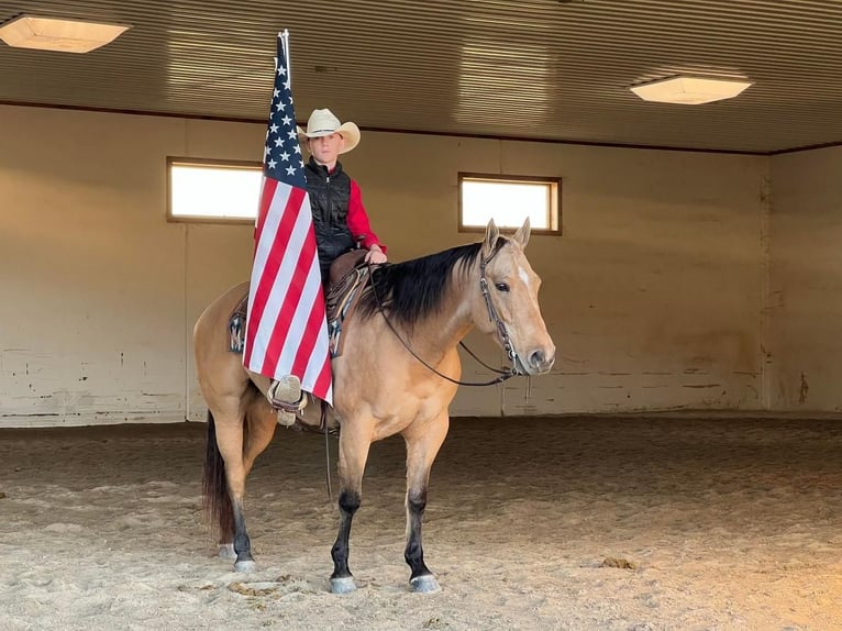 American Quarter Horse Mare 8 years 14,2 hh Dun in Millerstown, PA