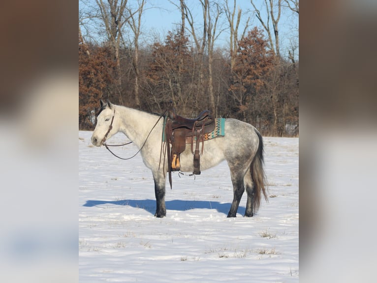 American Quarter Horse Mare 8 years 14,2 hh Gray in Brownstown, IL