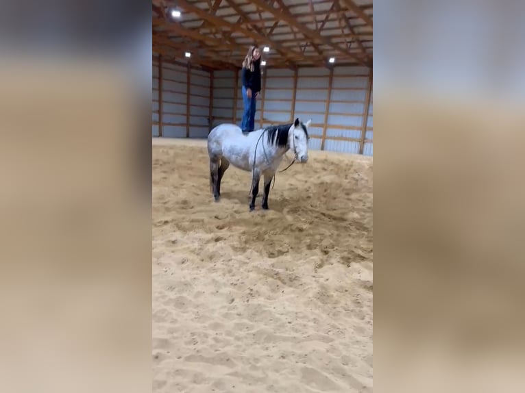 American Quarter Horse Mare 8 years 14,2 hh Gray in Brownstown, IL