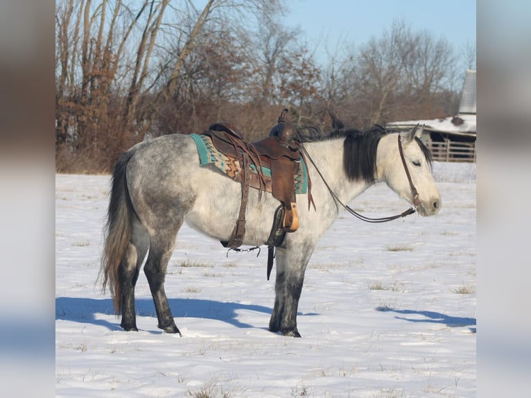 American Quarter Horse Mare 8 years 14,2 hh Gray in Brownstown, IL