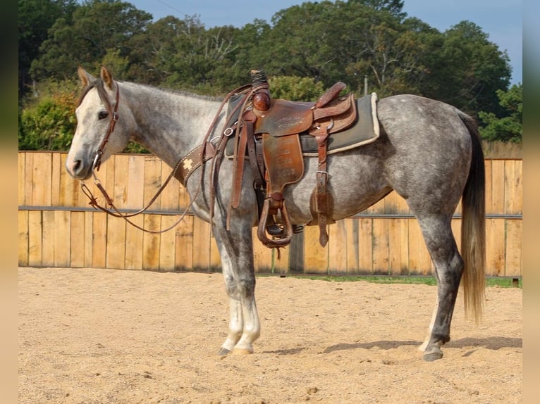 American Quarter Horse Mare 8 years 14,2 hh Grey in Summersville