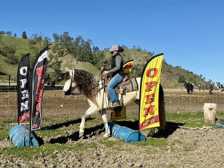 American Quarter Horse Mare 8 years 14.2 hh Grey in Bitterwater CA