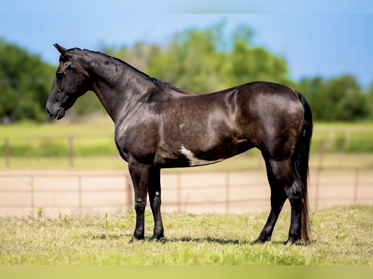 American Quarter Horse Mare 8 years 14,2 hh Overo-all-colors in Weatherford TX