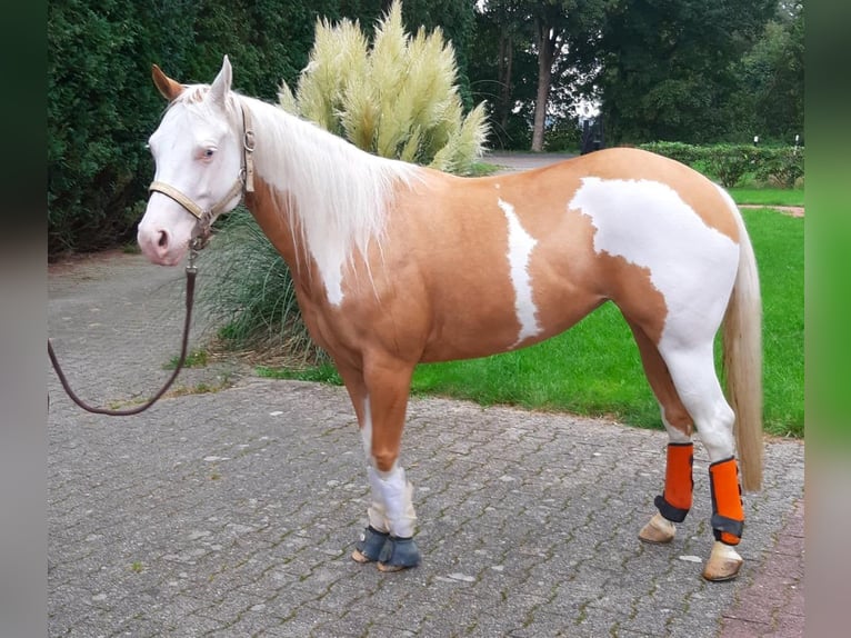 American Quarter Horse Mare 8 years 14,2 hh Palomino in Haren