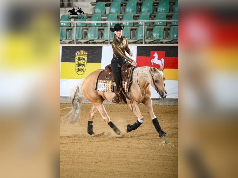 American Quarter Horse Mare 8 years 14,2 hh Palomino in Walldorf