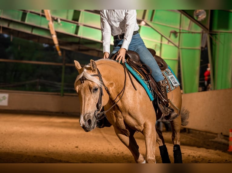 American Quarter Horse Mare 8 years 14,2 hh Palomino in Walldorf