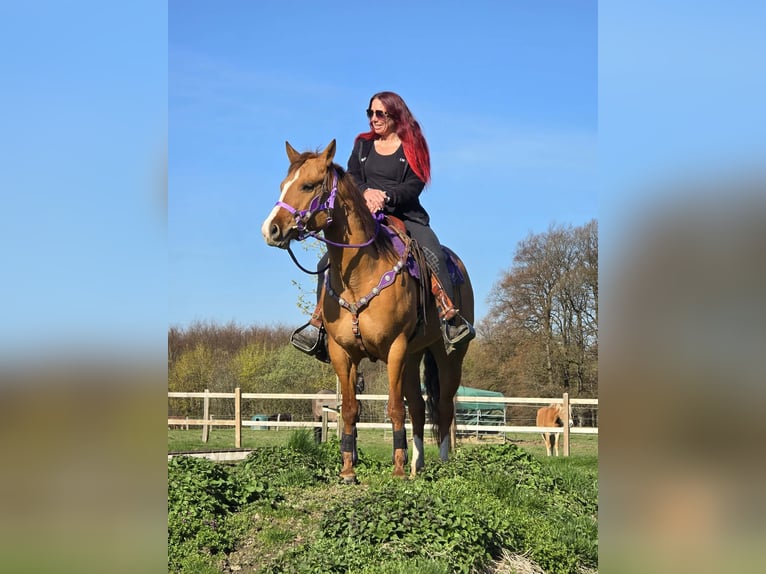 American Quarter Horse Mare 8 years 14.2 hh Red Dun in Linkenbach