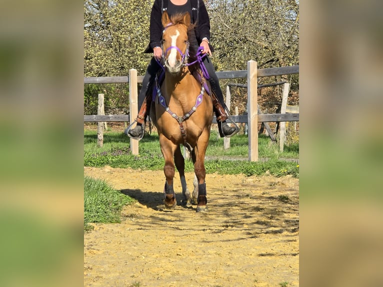American Quarter Horse Mare 8 years 14.2 hh Red Dun in Linkenbach