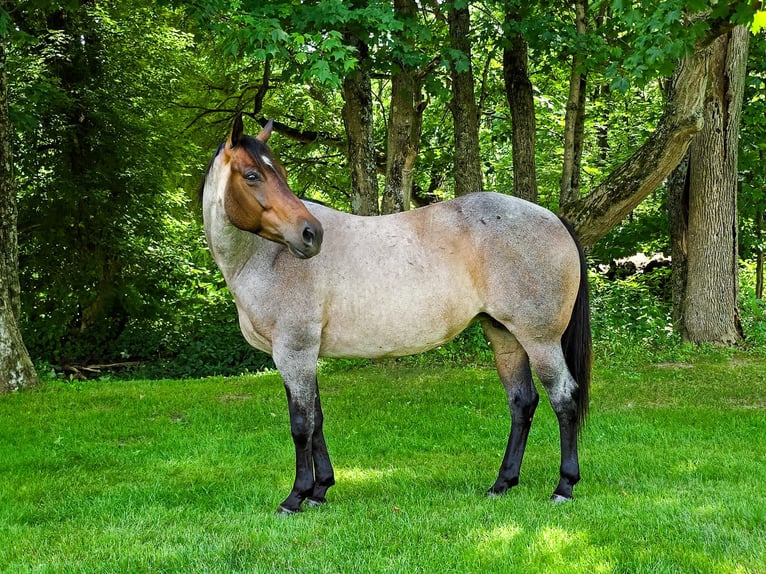 American Quarter Horse Mare 8 years 14,2 hh Roan-Blue in Dundee