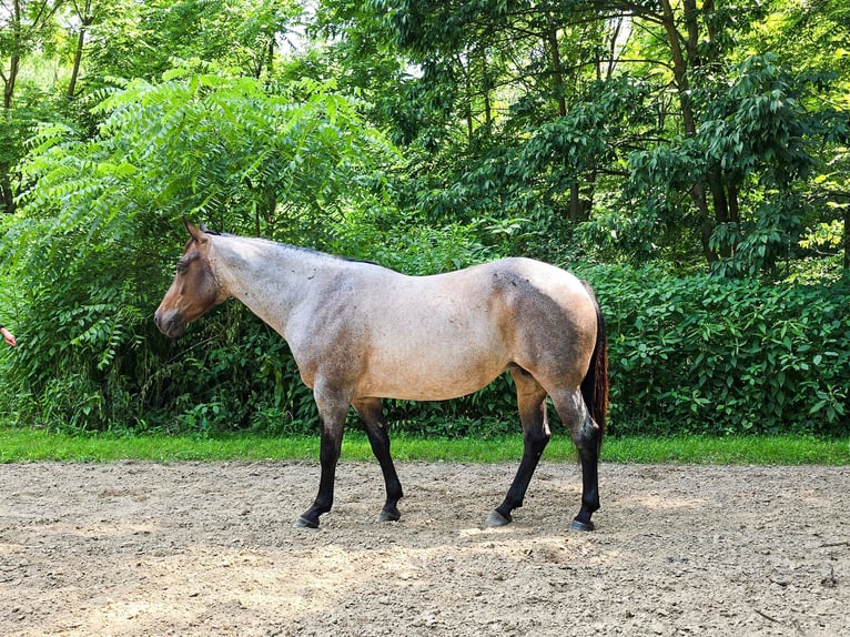 American Quarter Horse Mare 8 years 14,2 hh Roan-Blue in Dundee