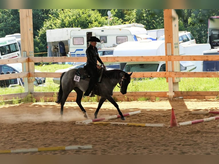 American Quarter Horse Mare 8 years 14,2 hh Roan-Blue in Lübs