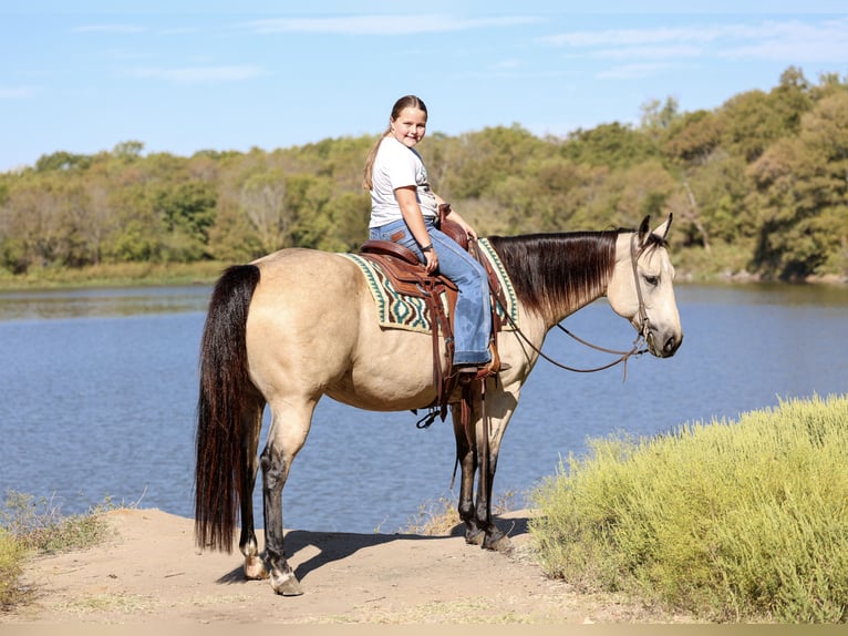 American Quarter Horse Mare 8 years 14,3 hh Buckskin in Forney
