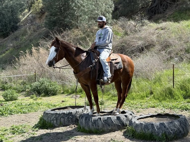 American Quarter Horse Mare 8 years 14,3 hh Chestnut in Paicines CA