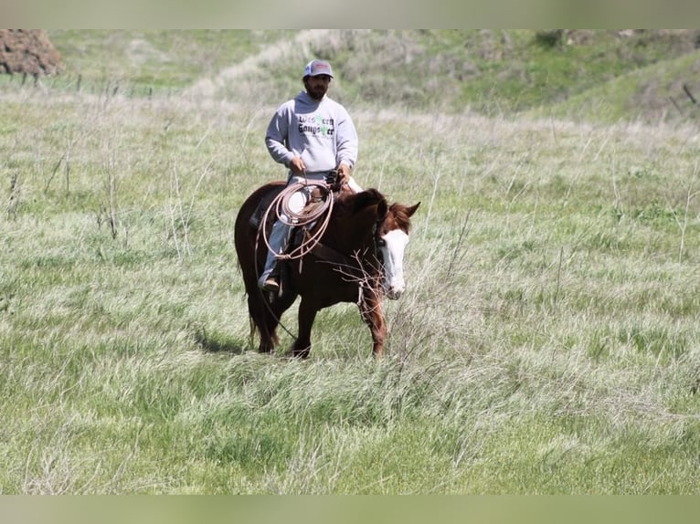 American Quarter Horse Mare 8 years 14,3 hh Chestnut in Paicines CA