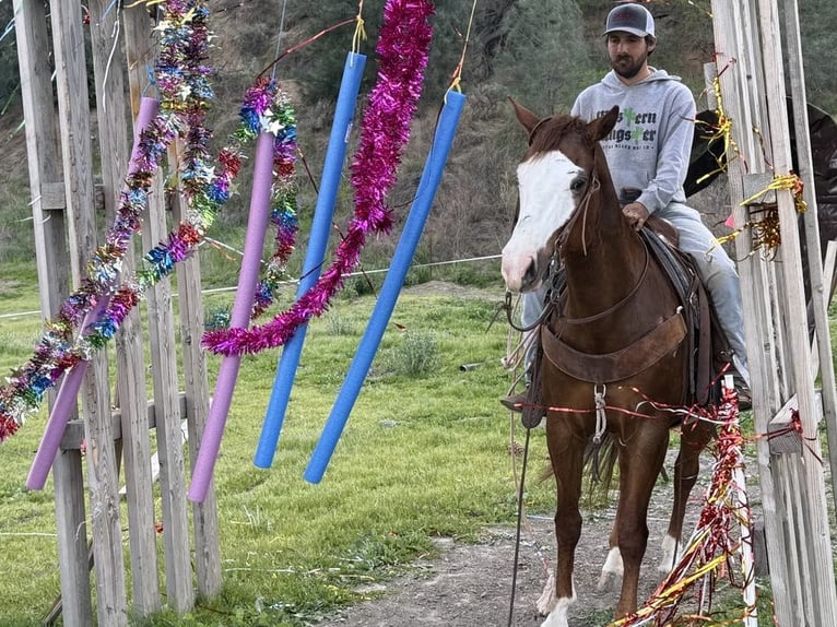American Quarter Horse Mare 8 years 14,3 hh Chestnut in Paicines CA