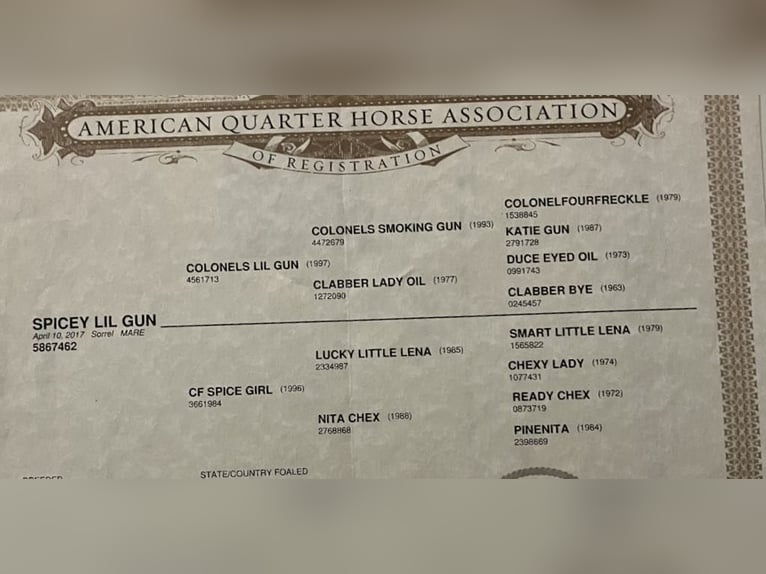 American Quarter Horse Mare 8 years 14,3 hh Chestnut in Paicines CA