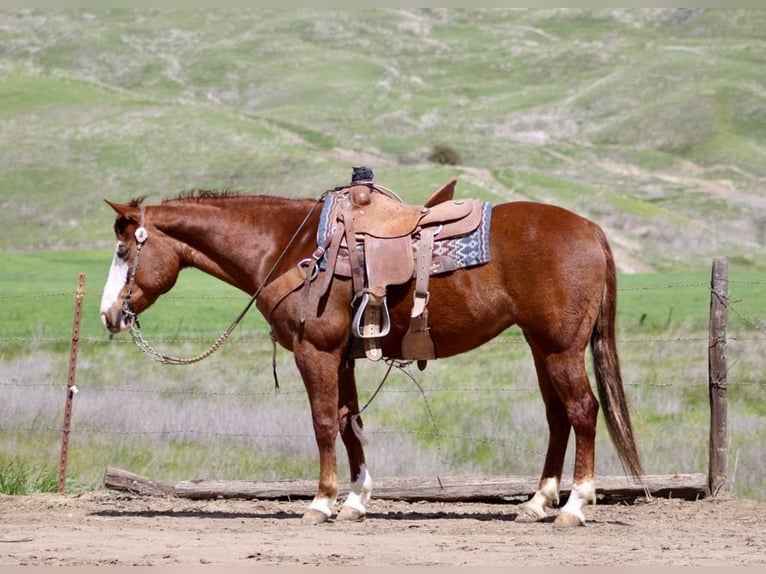 American Quarter Horse Mare 8 years 14,3 hh Chestnut in Paicines CA