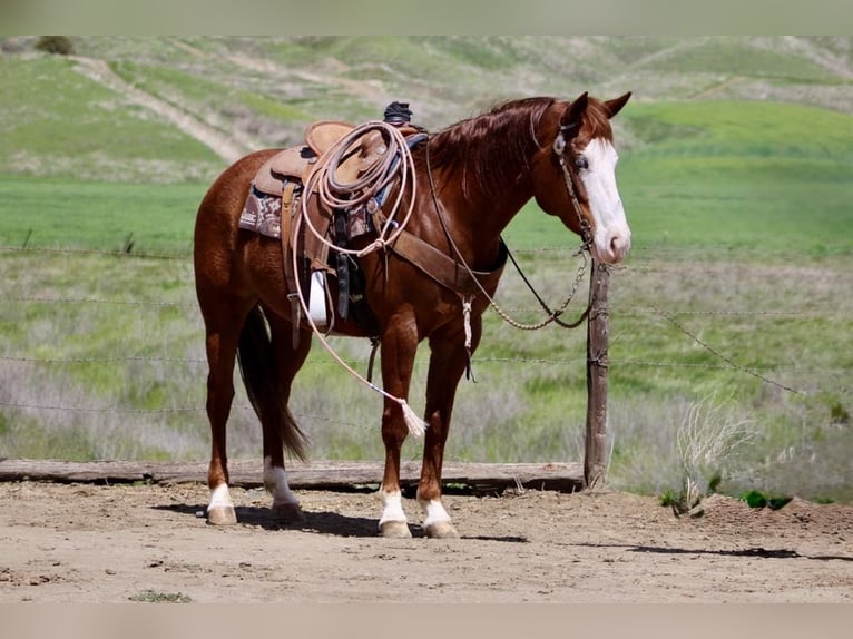American Quarter Horse Mare 8 years 14,3 hh Chestnut in Paicines CA