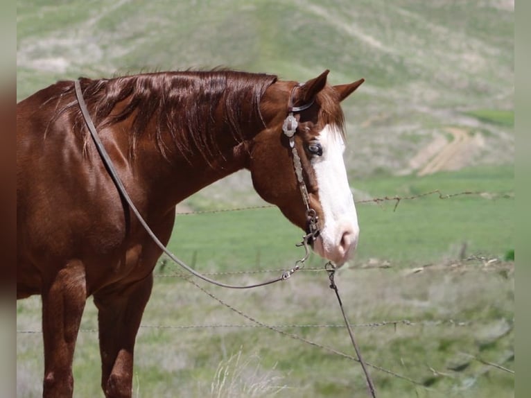 American Quarter Horse Mare 8 years 14,3 hh Chestnut in Paicines CA