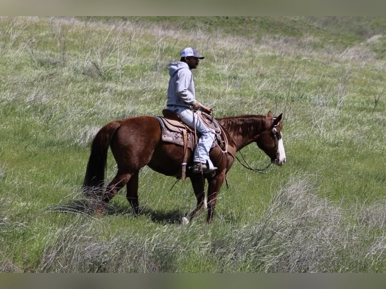 American Quarter Horse Mare 8 years 14,3 hh Chestnut in Paicines CA