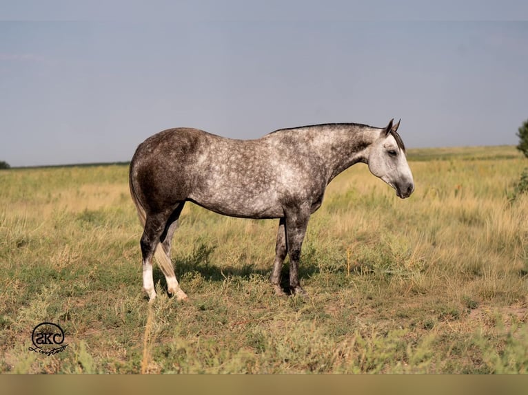 American Quarter Horse Mare 8 years 14,3 hh Grey in Canyon, TX