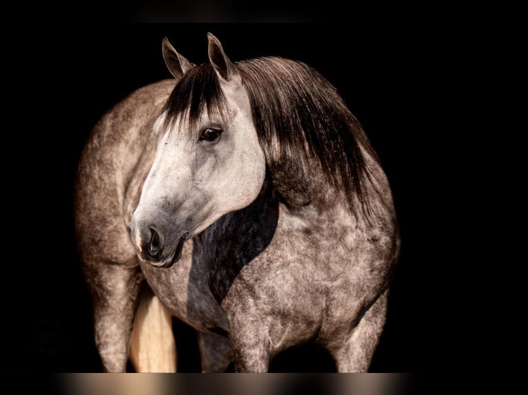 American Quarter Horse Mare 8 years 14,3 hh Grey in Canyon, TX
