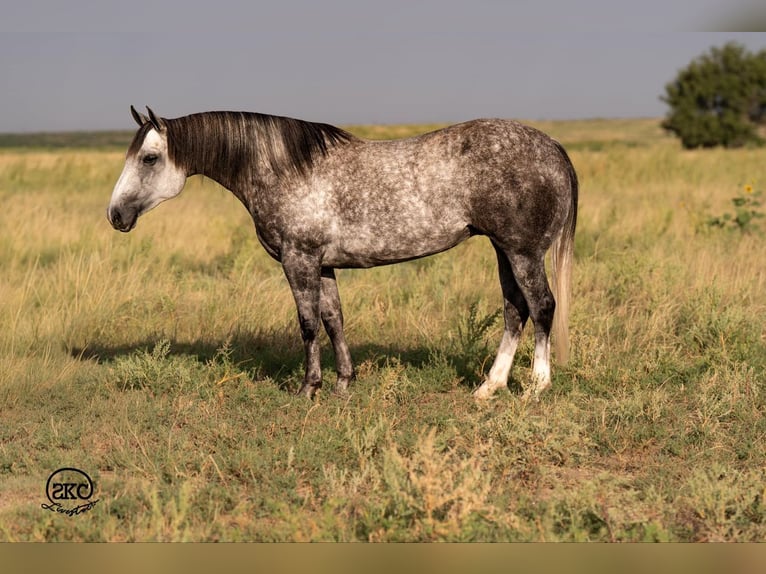 American Quarter Horse Mare 8 years 14,3 hh Grey in Canyon, TX