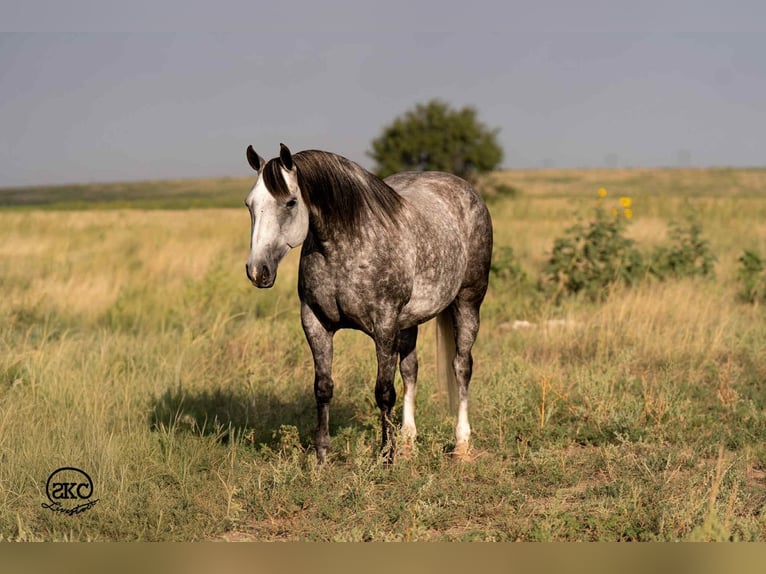 American Quarter Horse Mare 8 years 14,3 hh Grey in Canyon, TX