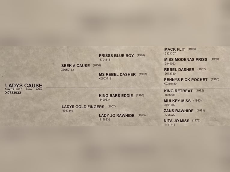 American Quarter Horse Mare 8 years 14,3 hh Grey in Weatherford TX