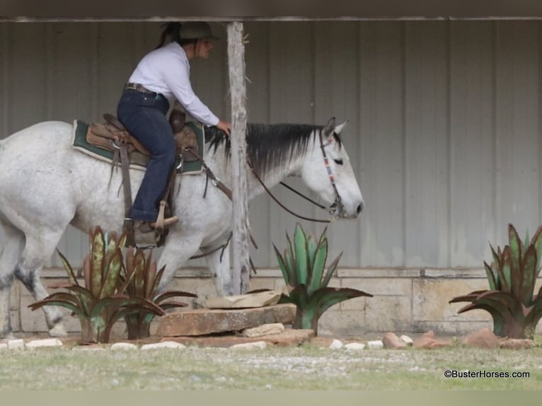 American Quarter Horse Mare 8 years 14,3 hh Grey in Weatherford TX