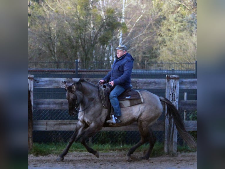 American Quarter Horse Mare 8 years 14,3 hh Grullo in Ratingen