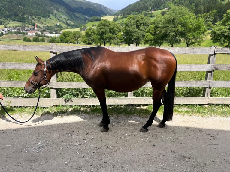 American Quarter Horse Mare 8 years 14.3 hh  in St.Leonhard in Passeier