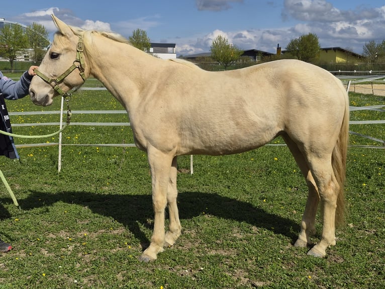American Quarter Horse Mare 8 years 14.3 hh Palomino in Vöhringen