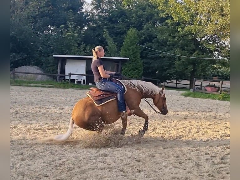 American Quarter Horse Mare 8 years 14,3 hh Palomino in Marienheide