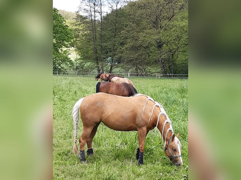 American Quarter Horse Mare 8 years 14,3 hh Palomino in Marienheide