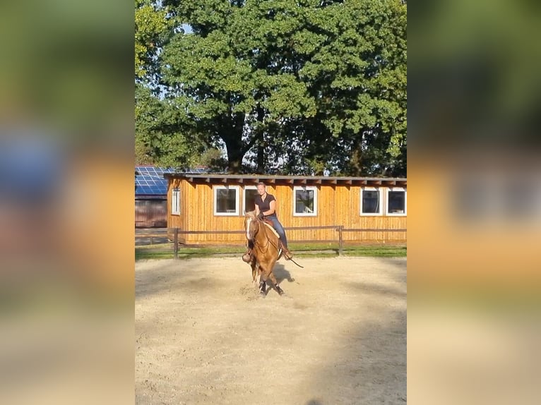 American Quarter Horse Mare 8 years 14,3 hh Palomino in Marienheide