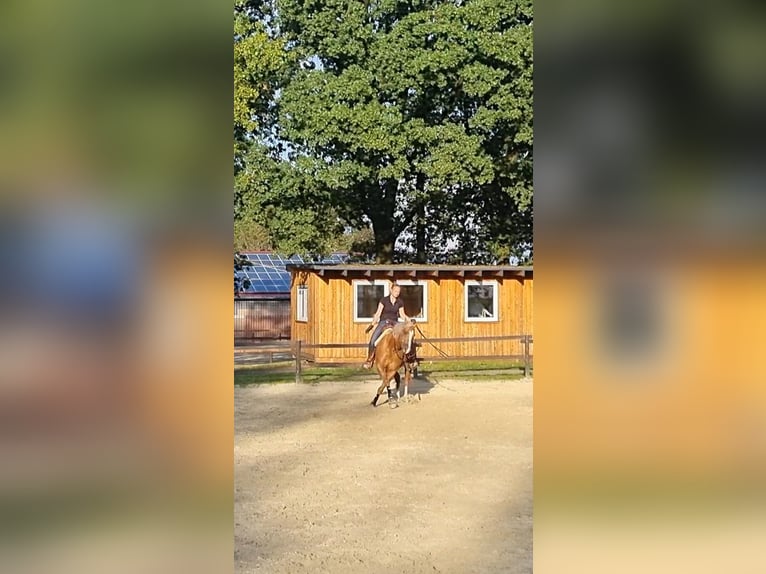 American Quarter Horse Mare 8 years 14,3 hh Palomino in Marienheide