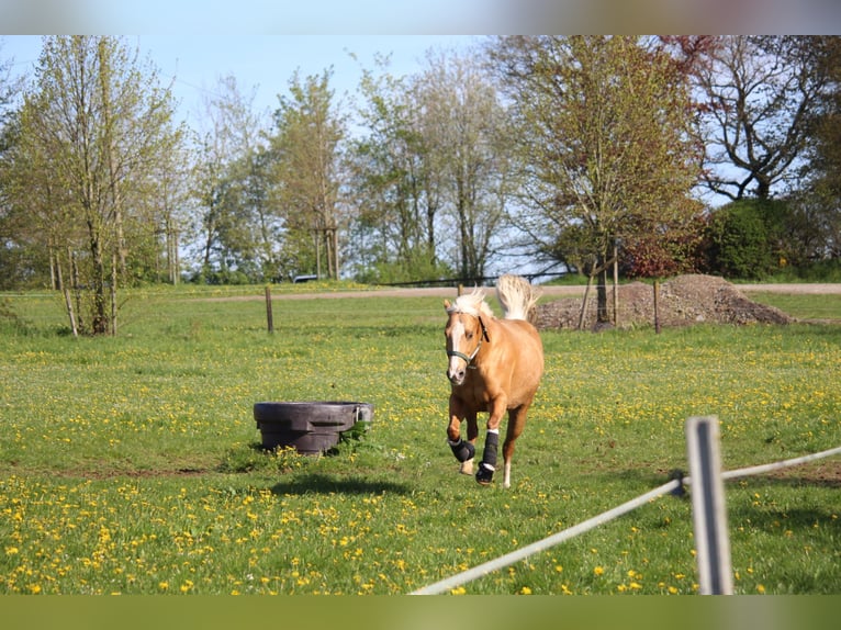 American Quarter Horse Mare 8 years 14,3 hh Palomino in Marienheide